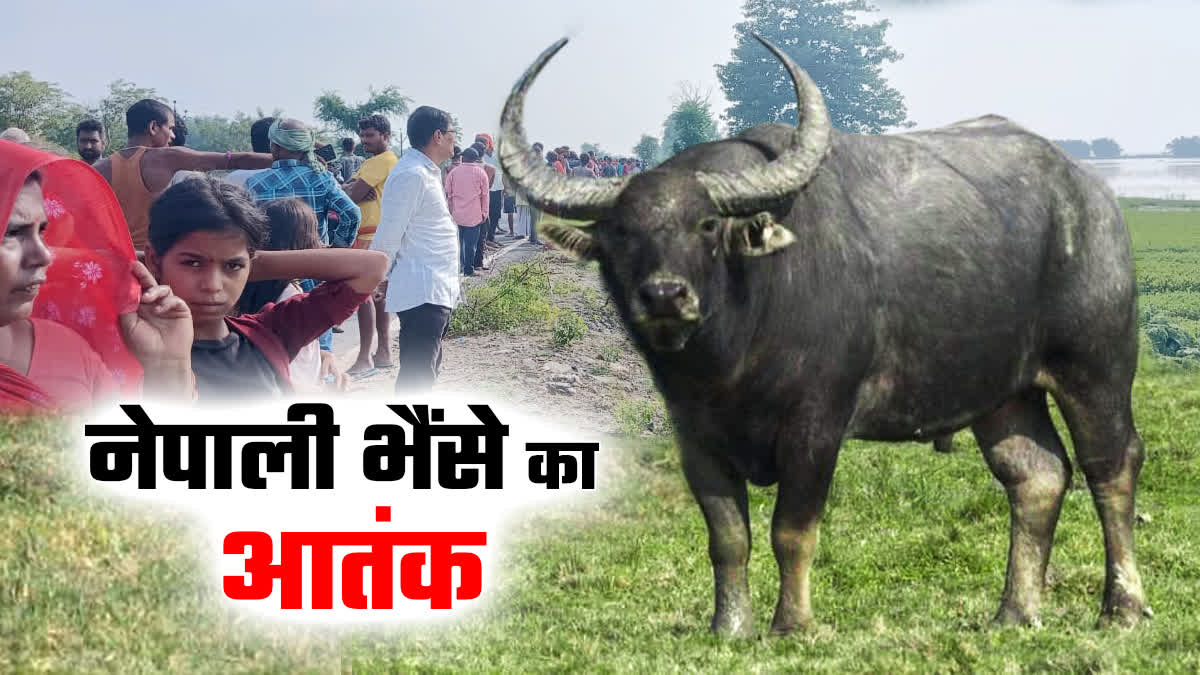 nepal-arna-buffalo