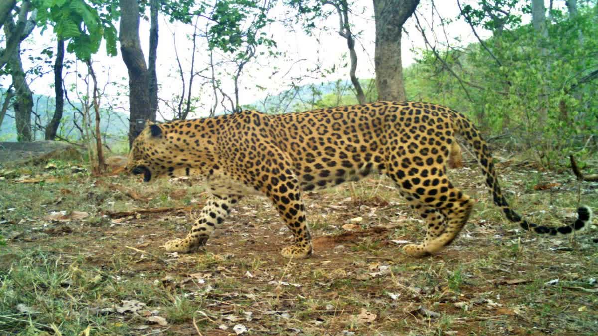 Leopard Census Report