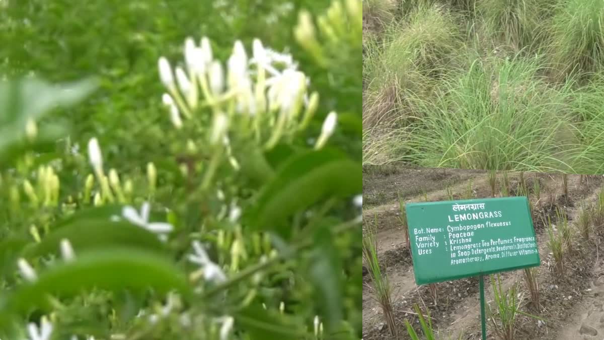 Centre for Aromatic Plants