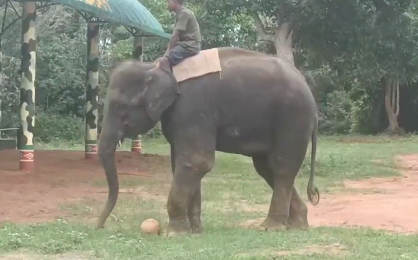 Elephants Kumki Training