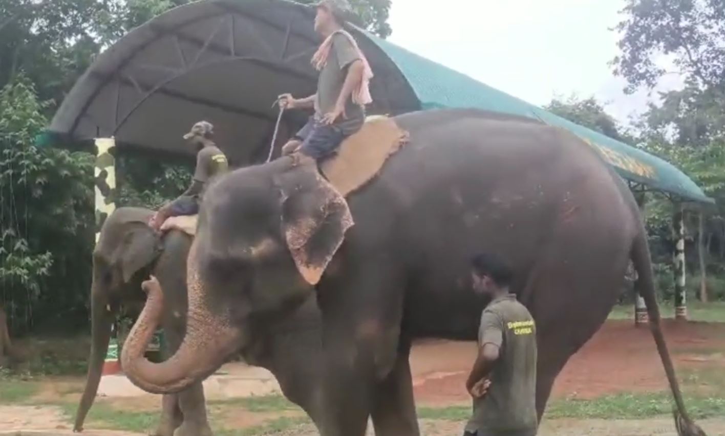 Elephants Kumki Training