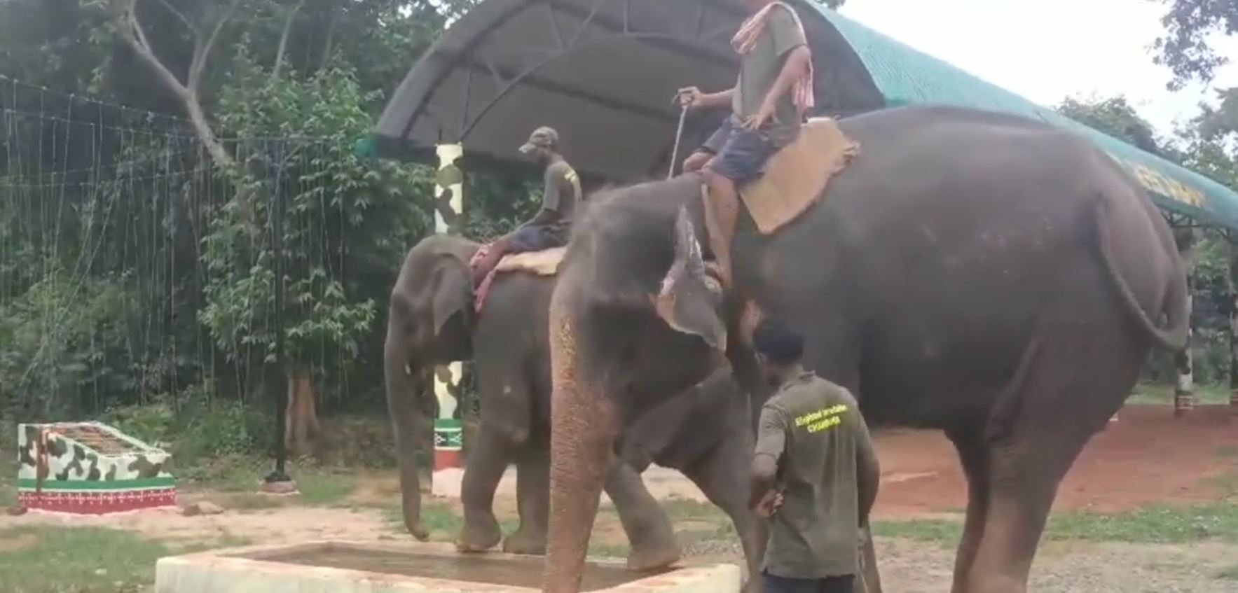 Elephants Kumki Training