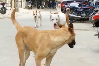 DOG ATTACKS RISING IN TELANGANA