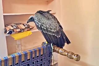 Bhadradri Forest Officials Found The Hawk