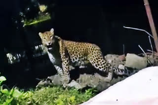 Uttarakhand: Leopard, Cub Spotted Near Court Premises In Pauri Garhwal