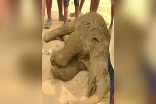 Baby Elephant Body Recovered