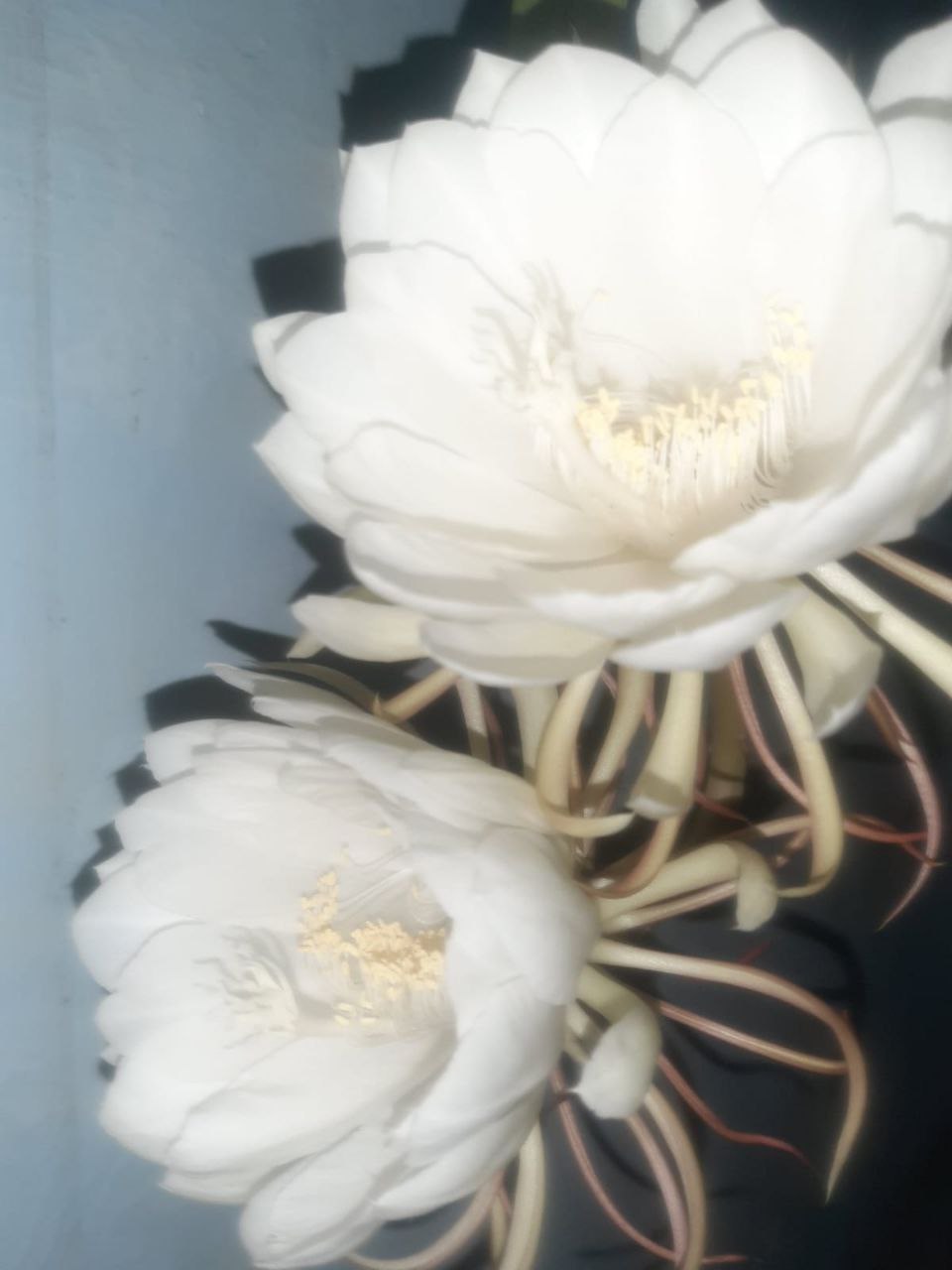 Brahma kamal flower Recognition