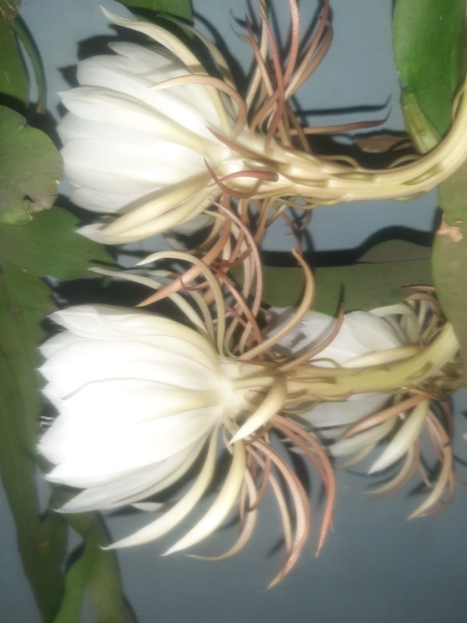 Brahma Kamal Flower