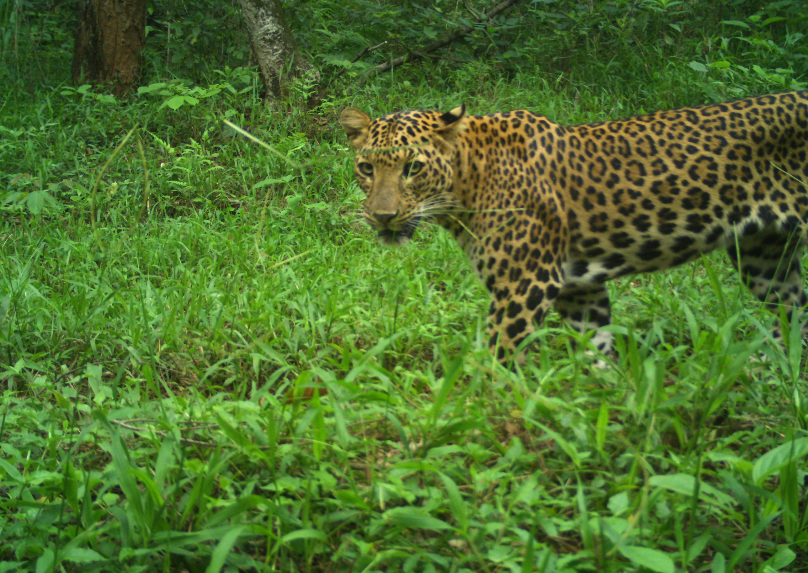 Leopard Census Report