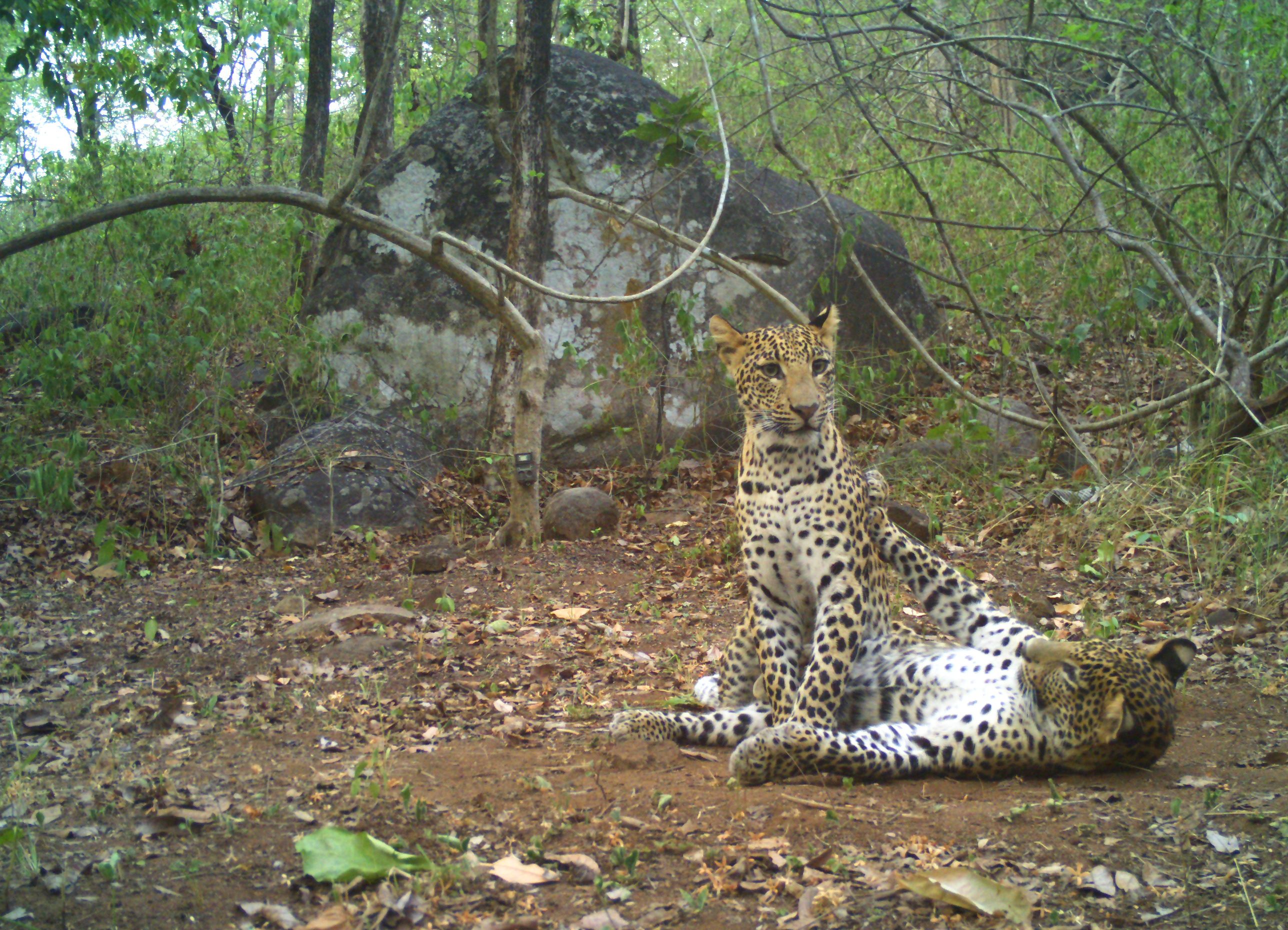 Leopard Census Report