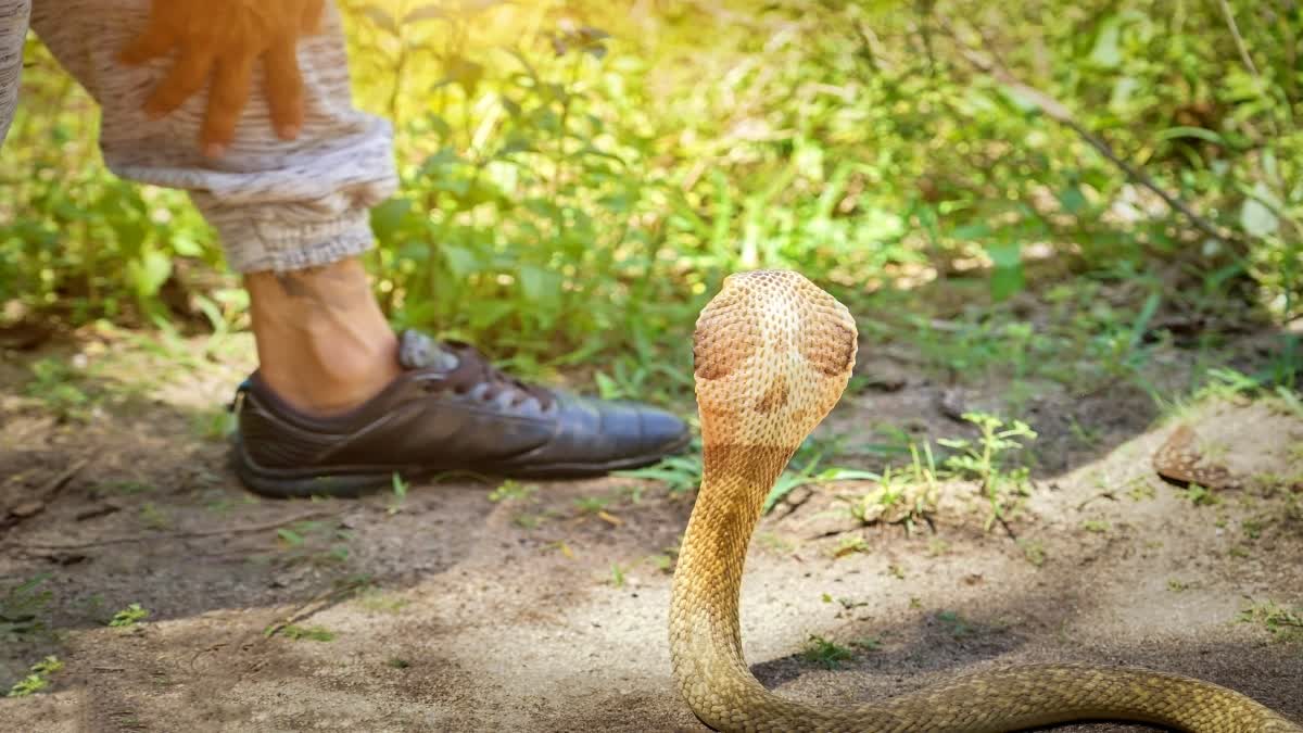 mobile app for snakebite victims