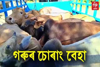 vehicle with smuggled cattle seized in dibrugarh