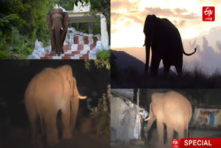 vinayakan elephant