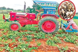 Farmer_Plowed_Groundnut_Crop