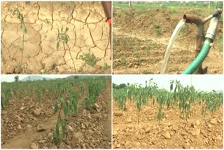 Crops_Drying_Due_to_ Lack_of_Irrigation_Water