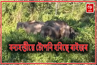 Man Elephant conflict in Rangapara