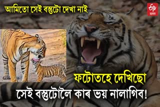 tigers Freely roaming in dergaon