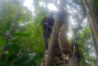 Man Trapped On Coconut Tree  Man Trapped On Coconut Tree Rescued  Man Trapped On Tree  Man Felt Tired During Climbing  Accidents During Climbing Trees  തെങ്ങുകയറ്റ തൊഴിലാളി 30 അടി ഉയരത്തിൽ കുടുങ്ങി  തെങ്ങ് കയറുന്നതിനിടെ ഉയരത്തിൽ കുടുങ്ങി  മരത്തില്‍ നിന്ന് വീണുള്ള അപകടം  തെങ്ങുകയറ്റ തൊഴിലാളികളുടെ പെന്‍ഷന്‍  മരം കയറ്റത്തിനിടെയുള്ള അപകടങ്ങള്‍