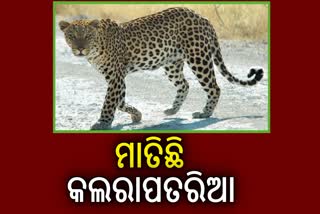 Leopard Terror in Sunabeda Wildlife Sanctuary