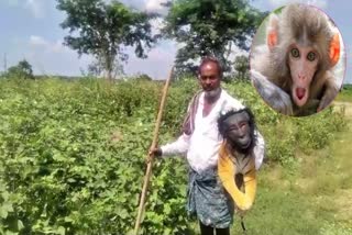 Groups_of_monkeys_attacking_farmers