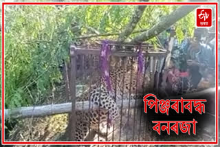 Leopard caged in Philobari tea garden