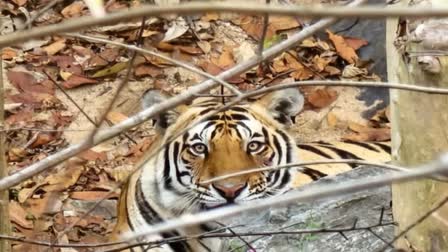 Tiger hunting cattle in Palamu