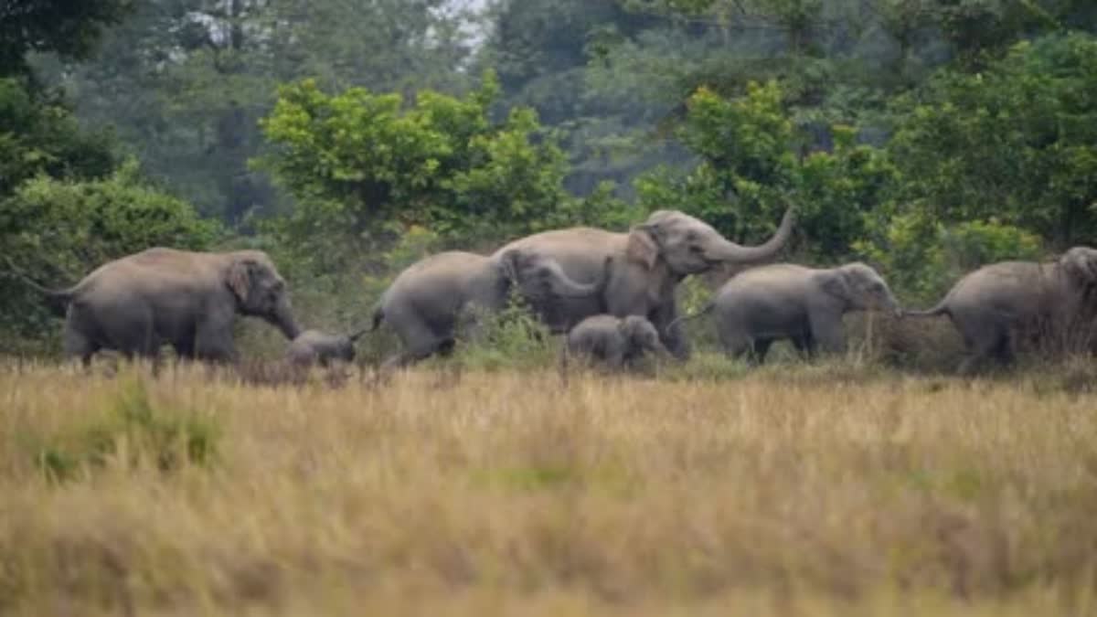 10 ELEPHANTS DEATH MYSTERY