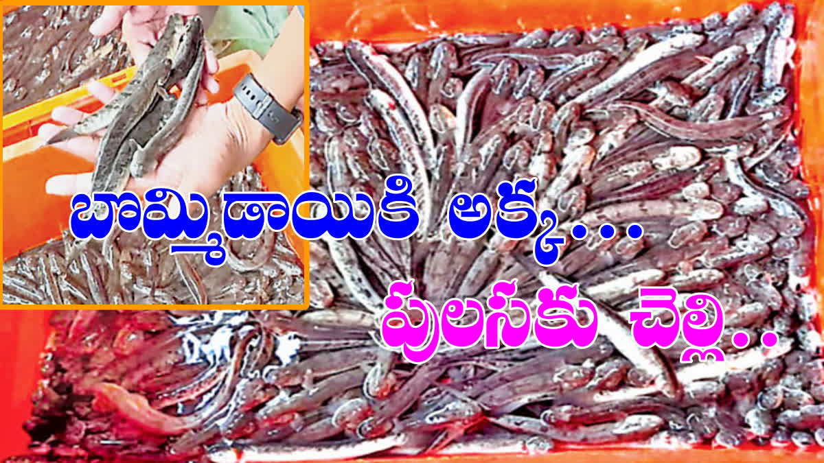 rare_indian_fish_ramalu_demand_in_west_godavari