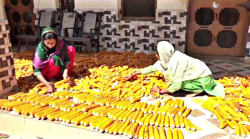 Himachal Natural Farming