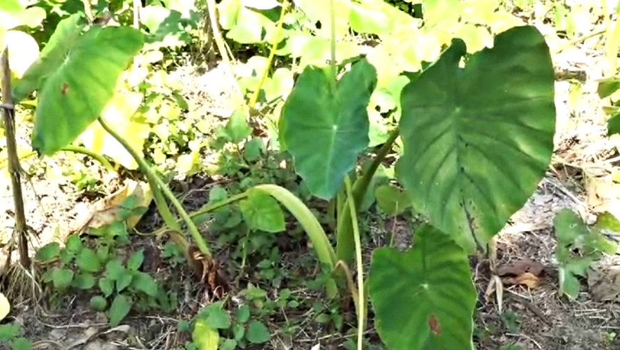 Himachal Natural Farming