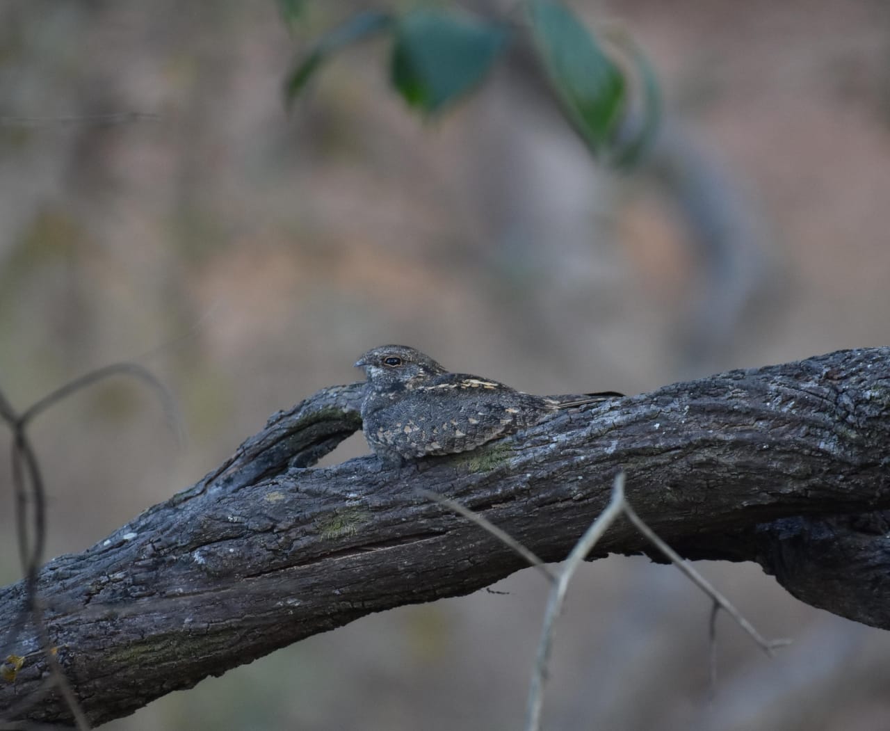 INDIAN LEOPARD GECKO LIZARD SATPURA