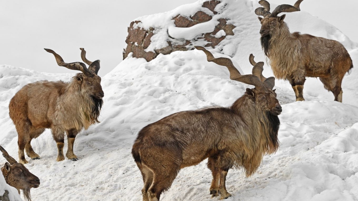 This goat is found in the mountains