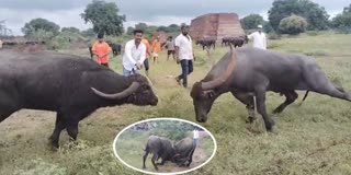 Bull Fight