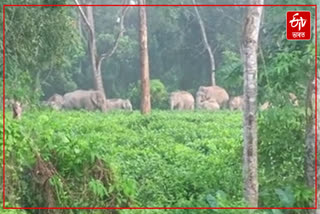 Wild elephant scare in Bokakhat