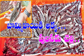 rare_indian_fish_ramalu_demand_in_west_godavari