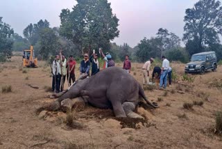 ELEPHANTS DEATH IN BANDHAVGARH TIGER RESERVE