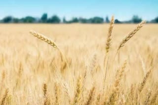 HAU TIPS FOR WHEAT FARMING PROCESS