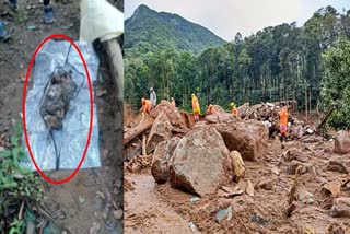 വയനാട് ഉരുൾപ്പൊട്ടൽ  മരത്തില്‍ ശരീരഭാഗം  WAYANAD LANDSLIDE  DEAD BODY FOUND FROM TREE