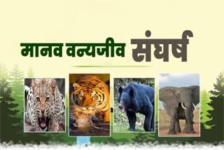 HUMAN WILDLIFE CONFLICT