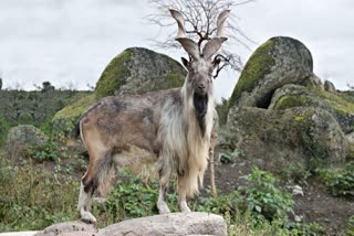 markhor goat