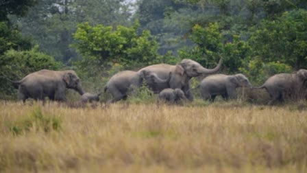 10 ELEPHANTS DEATH MYSTERY