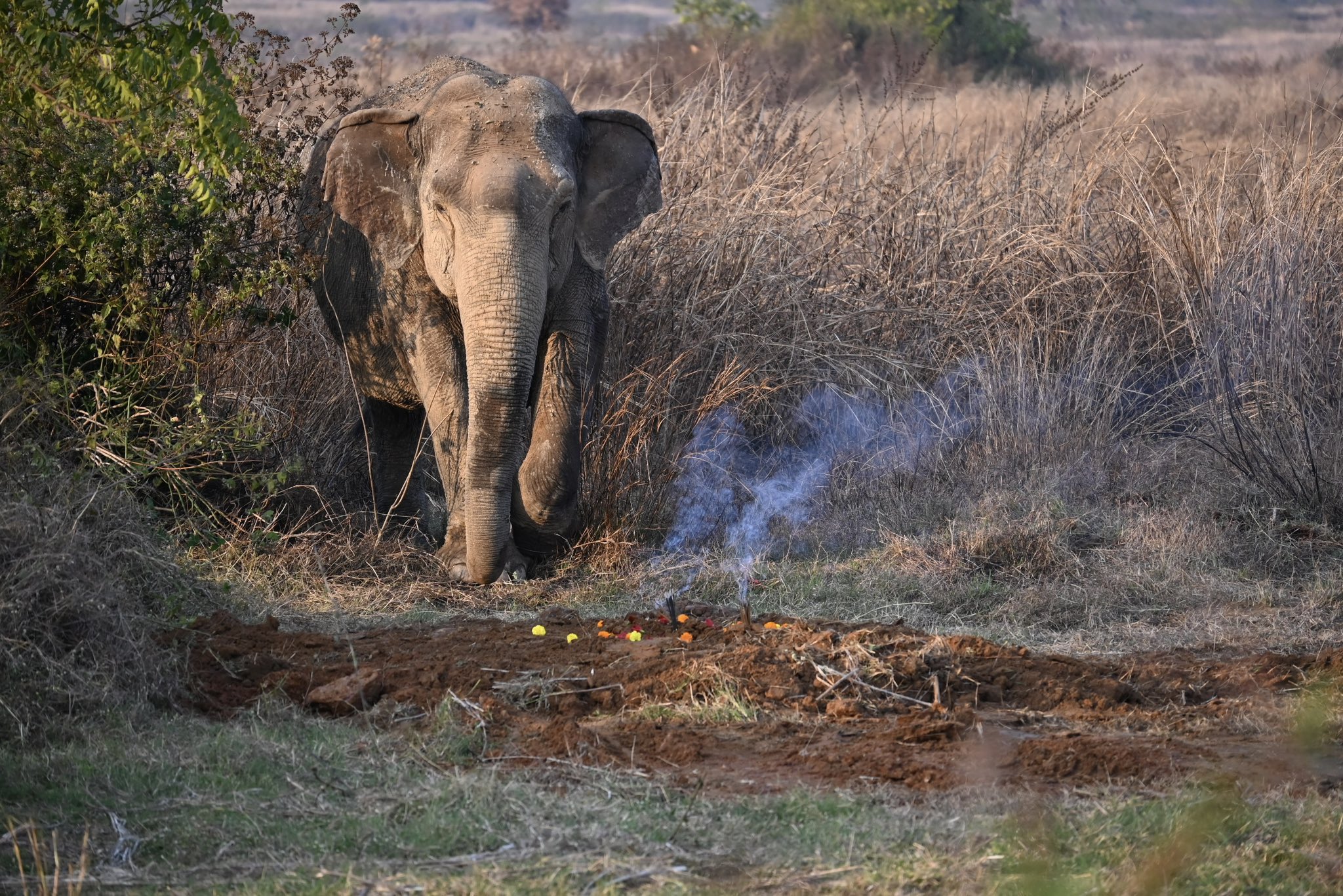 Probe Into Unnatural Death Of All Elephants