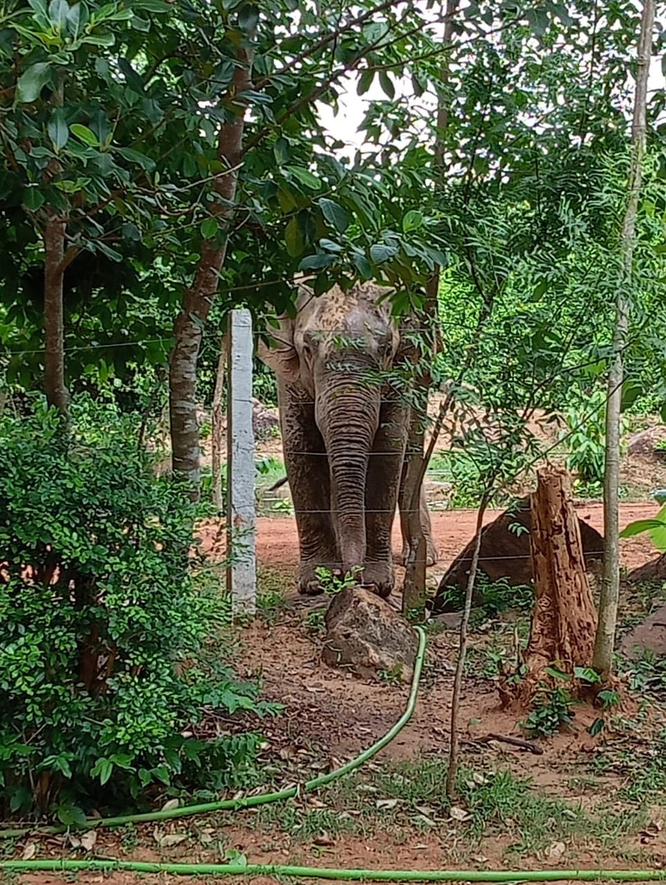 Probe Into Unnatural Death Of All Elephants