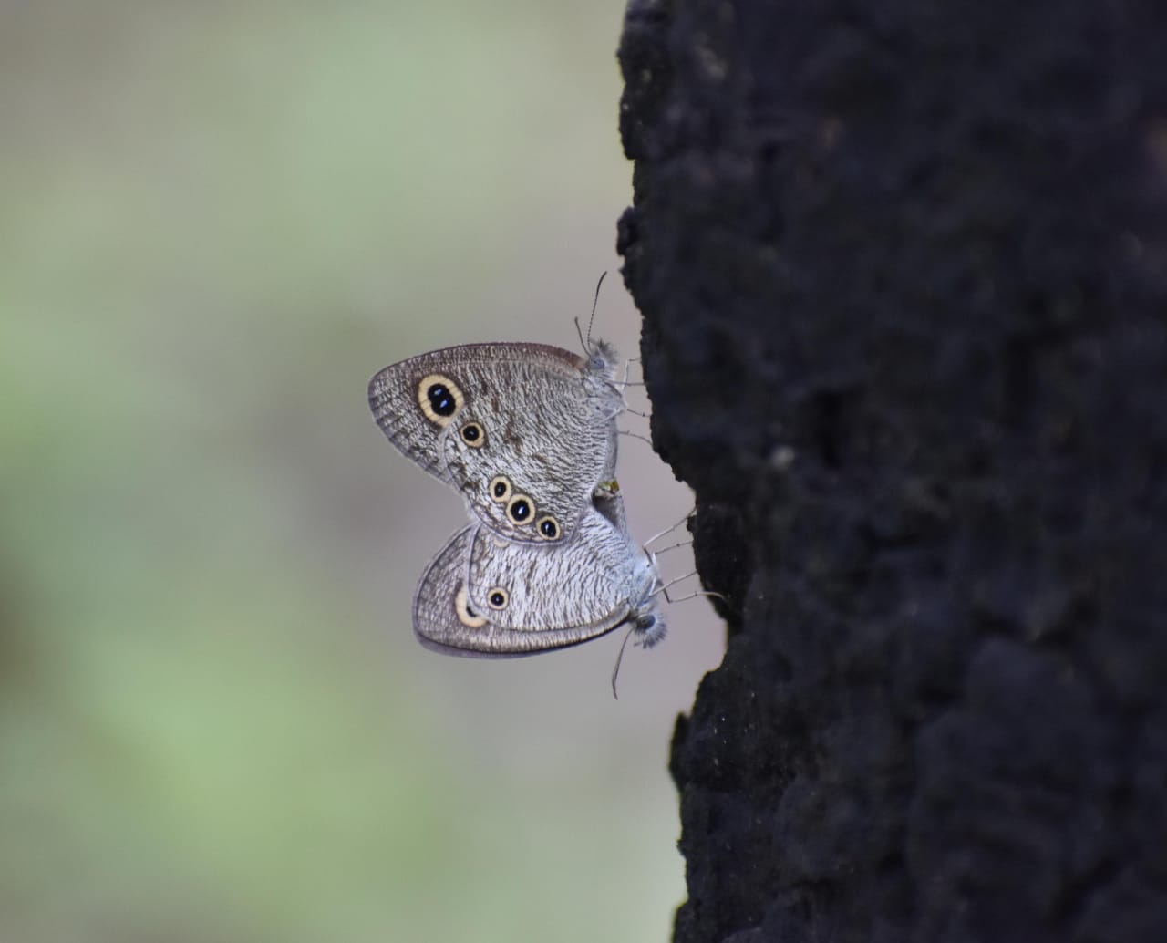 Satpura forest 119 bird species