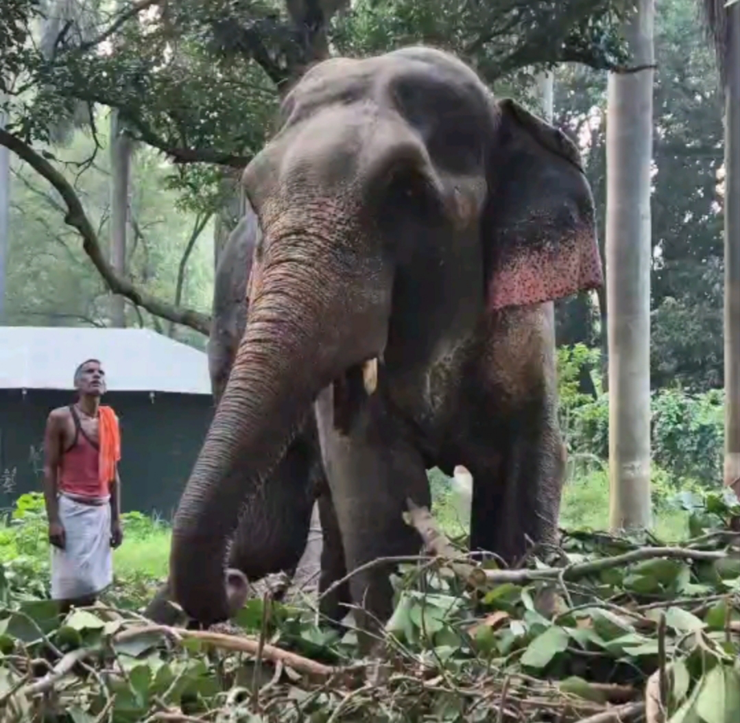 vup gorakhpur zoo elephant that killed 4 people remain in enclosure worth Rs 18 crore