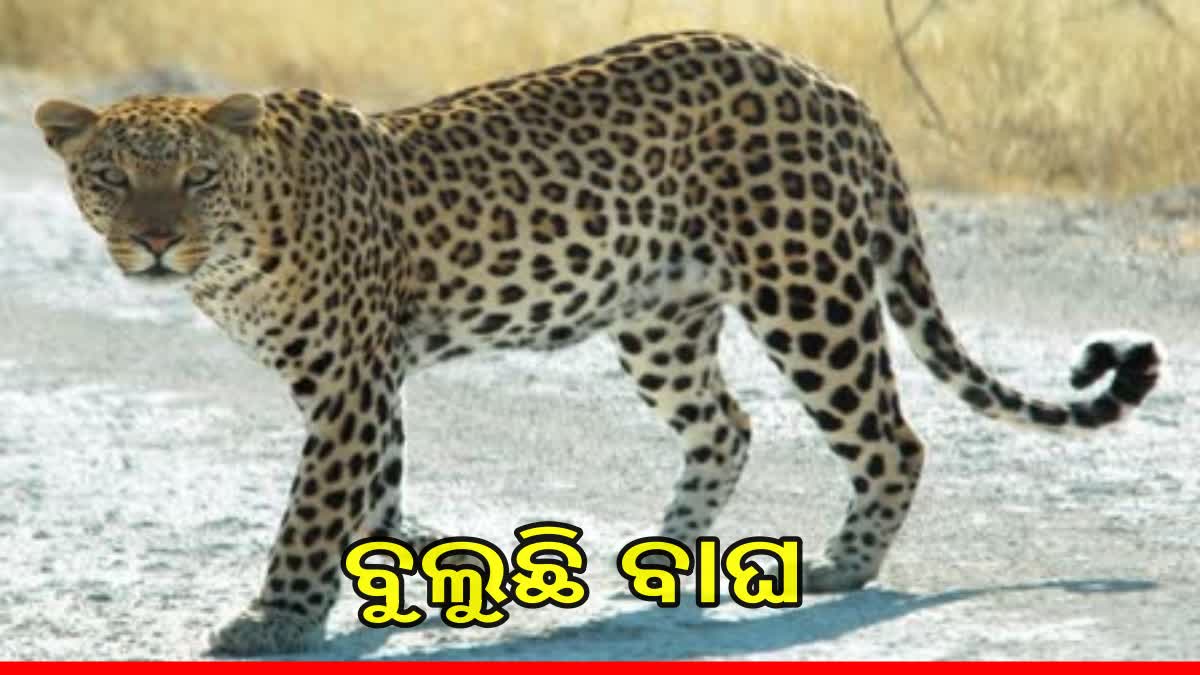 ବରଗଡରେ ବାଘ ଆତଙ୍କ