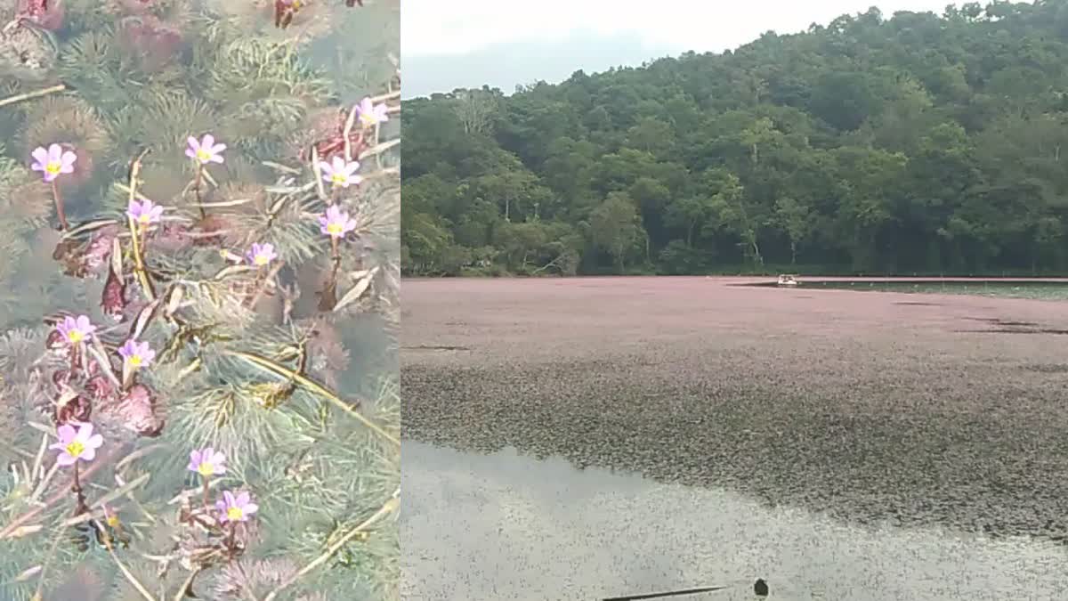 Cabomba Furcata flowers bloom in Pookode lake  Cabomba Furcata violet color flowers bloom  പൂക്കോട് തടാകത്തിൽ വയലറ്റ് നിറത്തിലുള്ള പൂക്കള്‍  വയനാട് പൂക്കോട് തടാകം  പൂക്കോട് തടാകം  കബോംബ ഫ്യൂര്‍കാറ്റ  Wayanad Pookode lake  Cabomba Furcata  പൂക്കോട് തടാകത്തിൽ വസന്തം