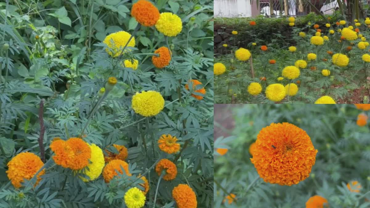 Ernakulam block panchayat Flower farming  flower cultivation  flower cultivation panchayat office  പൂകൃഷി  ബന്ദിപ്പൂകൃഷി  എറണാകുളം ബ്ലോക്ക് പഞ്ചായത്ത് ഓഫിസ് ബന്ദിപ്പൂ കൃഷി  ബ്ലോക്ക് പഞ്ചായത്ത് മൂവാറ്റുപുഴ  Muvattupuzha block panchayat flower cultivation  marigold farming Muvattupuzha  പൂകൃഷി എറണാകുളം