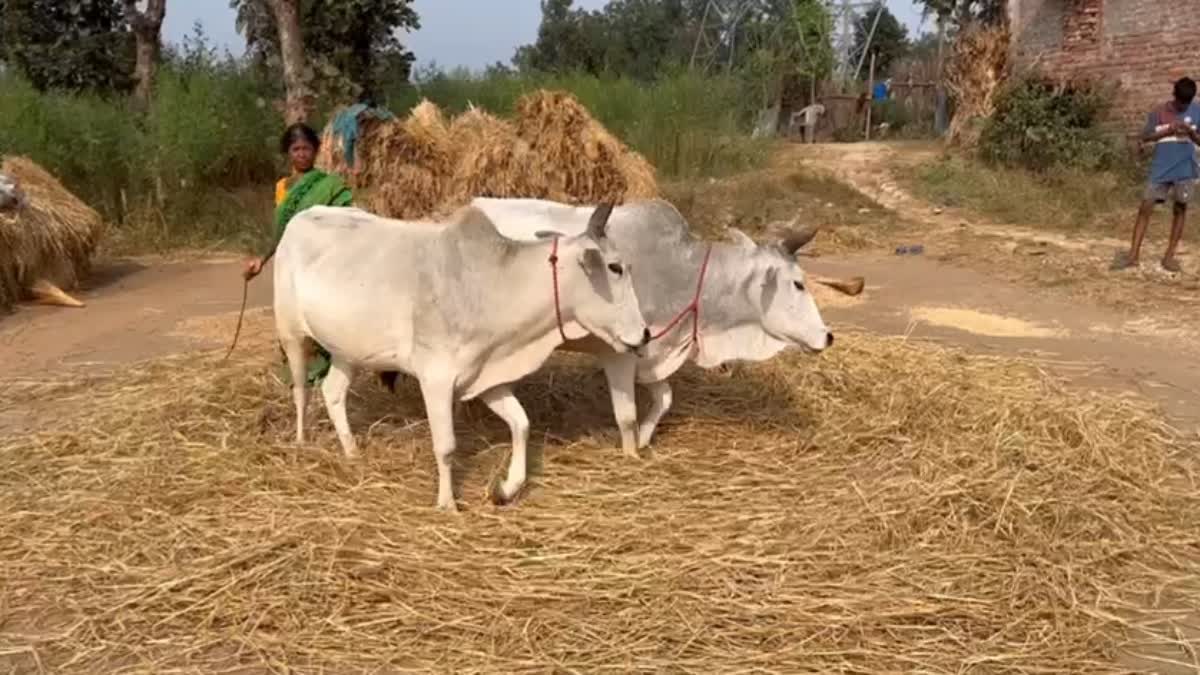 http://10.10.50.75//jharkhand/03-December-2023/jh-lat-paddy-pkg-jh10010_03122023135753_0312f_1701592073_545.jpeg