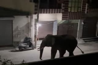 Elephant seen in Haridwar